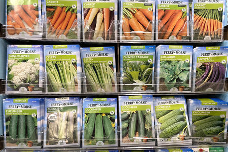 rows of vegetable seeds 