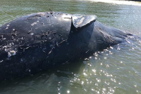 A dead grey whale