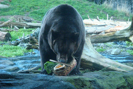 zoo bear