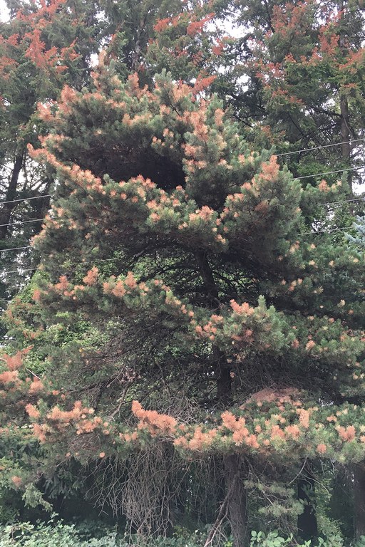 Tree showing drought stress